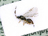  ( - BC-ZSM-HYM-24064-A05)  @13 [ ] CreativeCommons - Attribution Non-Commercial Share-Alike (2016) SNSB, Staatliche Naturwissenschaftliche Sammlungen Bayerns ZSM (SNSB, Zoologische Staatssammlung Muenchen)