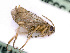  (Hoplocampa plagiata - BC-ZSM-HYM-24064-B04)  @13 [ ] CreativeCommons - Attribution Non-Commercial Share-Alike (2016) SNSB, Staatliche Naturwissenschaftliche Sammlungen Bayerns ZSM (SNSB, Zoologische Staatssammlung Muenchen)