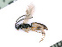  ( - BC-ZSM-HYM-24064-D02)  @12 [ ] CreativeCommons - Attribution Non-Commercial Share-Alike (2016) SNSB, Staatliche Naturwissenschaftliche Sammlungen Bayerns ZSM (SNSB, Zoologische Staatssammlung Muenchen)