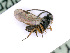  ( - BC-ZSM-HYM-24064-D09)  @13 [ ] CreativeCommons - Attribution Non-Commercial Share-Alike (2016) SNSB, Staatliche Naturwissenschaftliche Sammlungen Bayerns ZSM (SNSB, Zoologische Staatssammlung Muenchen)