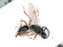  ( - BC-ZSM-HYM-24064-H03)  @12 [ ] CreativeCommons - Attribution Non-Commercial Share-Alike (2016) SNSB, Staatliche Naturwissenschaftliche Sammlungen Bayerns ZSM (SNSB, Zoologische Staatssammlung Muenchen)