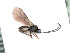  ( - BC-ZSM-HYM-24064-H04)  @11 [ ] CreativeCommons - Attribution Non-Commercial Share-Alike (2016) SNSB, Staatliche Naturwissenschaftliche Sammlungen Bayerns ZSM (SNSB, Zoologische Staatssammlung Muenchen)