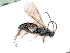  (Stenomacrus AH1 - BC-ZSM-HYM-24064-H05)  @13 [ ] CreativeCommons - Attribution Non-Commercial Share-Alike (2016) SNSB, Staatliche Naturwissenschaftliche Sammlungen Bayerns ZSM (SNSB, Zoologische Staatssammlung Muenchen)