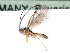  ( - BC-ZSM-HYM-24064-H07)  @12 [ ] CreativeCommons - Attribution Non-Commercial Share-Alike (2016) SNSB, Staatliche Naturwissenschaftliche Sammlungen Bayerns ZSM (SNSB, Zoologische Staatssammlung Muenchen)
