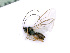  ( - BC-ZSM-HYM-24065-A08)  @12 [ ] CreativeCommons - Attribution Non-Commercial Share-Alike (2016) SNSB, Staatliche Naturwissenschaftliche Sammlungen Bayerns ZSM (SNSB, Zoologische Staatssammlung Muenchen)