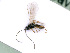  ( - BC-ZSM-HYM-24065-B01)  @11 [ ] CreativeCommons - Attribution Non-Commercial Share-Alike (2016) SNSB, Staatliche Naturwissenschaftliche Sammlungen Bayerns ZSM (SNSB, Zoologische Staatssammlung Muenchen)