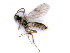  ( - BC-ZSM-HYM-24065-E03)  @13 [ ] CreativeCommons - Attribution Non-Commercial Share-Alike (2016) SNSB, Staatliche Naturwissenschaftliche Sammlungen Bayerns ZSM (SNSB, Zoologische Staatssammlung Muenchen)