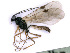  ( - BC-ZSM-HYM-24065-E10)  @13 [ ] CreativeCommons - Attribution Non-Commercial Share-Alike (2016) SNSB, Staatliche Naturwissenschaftliche Sammlungen Bayerns ZSM (SNSB, Zoologische Staatssammlung Muenchen)