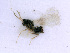  ( - BC-ZSM-HYM-24066-A05)  @13 [ ] CreativeCommons - Attribution Non-Commercial Share-Alike (2016) SNSB, Staatliche Naturwissenschaftliche Sammlungen Bayerns ZSM (SNSB, Zoologische Staatssammlung Muenchen)