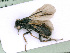  ( - BC-ZSM-HYM-24066-F02)  @12 [ ] CreativeCommons - Attribution Non-Commercial Share-Alike (2016) SNSB, Staatliche Naturwissenschaftliche Sammlungen Bayerns ZSM (SNSB, Zoologische Staatssammlung Muenchen)