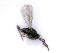 ( - BC-ZSM-HYM-24066-G07)  @13 [ ] CreativeCommons - Attribution Non-Commercial Share-Alike (2016) SNSB, Staatliche Naturwissenschaftliche Sammlungen Bayerns ZSM (SNSB, Zoologische Staatssammlung Muenchen)