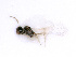  ( - BC-ZSM-HYM-24067-A06)  @12 [ ] CreativeCommons - Attribution Non-Commercial Share-Alike (2016) SNSB, Staatliche Naturwissenschaftliche Sammlungen Bayerns ZSM (SNSB, Zoologische Staatssammlung Muenchen)