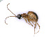  ( - BC-ZSM-HYM-24067-C08)  @14 [ ] CreativeCommons - Attribution Non-Commercial Share-Alike (2016) SNSB, Staatliche Naturwissenschaftliche Sammlungen Bayerns ZSM (SNSB, Zoologische Staatssammlung Muenchen)