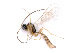  ( - BC-ZSM-HYM-24067-E11)  @15 [ ] CreativeCommons - Attribution Non-Commercial Share-Alike (2016) SNSB, Staatliche Naturwissenschaftliche Sammlungen Bayerns ZSM (SNSB, Zoologische Staatssammlung Muenchen)