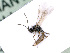  ( - BC-ZSM-HYM-24067-F03)  @12 [ ] CreativeCommons - Attribution Non-Commercial Share-Alike (2016) SNSB, Staatliche Naturwissenschaftliche Sammlungen Bayerns ZSM (SNSB, Zoologische Staatssammlung Muenchen)