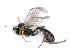  (Bathyplectes curculionis - BC-ZSM-HYM-24067-F06)  @14 [ ] CreativeCommons - Attribution Non-Commercial Share-Alike (2016) SNSB, Staatliche Naturwissenschaftliche Sammlungen Bayerns ZSM (SNSB, Zoologische Staatssammlung Muenchen)