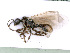  ( - BC-ZSM-HYM-24067-F09)  @12 [ ] CreativeCommons - Attribution Non-Commercial Share-Alike (2016) SNSB, Staatliche Naturwissenschaftliche Sammlungen Bayerns ZSM (SNSB, Zoologische Staatssammlung Muenchen)