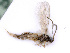  (Stenomacrus AH11 - BC-ZSM-HYM-24067-H02)  @13 [ ] CreativeCommons - Attribution Non-Commercial Share-Alike (2016) SNSB, Staatliche Naturwissenschaftliche Sammlungen Bayerns ZSM (SNSB, Zoologische Staatssammlung Muenchen)