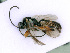  ( - BC-ZSM-HYM-24068-B02)  @13 [ ] CreativeCommons - Attribution Non-Commercial Share-Alike (2016) SNSB, Staatliche Naturwissenschaftliche Sammlungen Bayerns ZSM (SNSB, Zoologische Staatssammlung Muenchen)