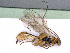  ( - BC-ZSM-HYM-24068-B06)  @13 [ ] CreativeCommons - Attribution Non-Commercial Share-Alike (2016) SNSB, Staatliche Naturwissenschaftliche Sammlungen Bayerns ZSM (SNSB, Zoologische Staatssammlung Muenchen)