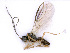  ( - BC-ZSM-HYM-24069-C03)  @12 [ ] CreativeCommons - Attribution Non-Commercial Share-Alike (2016) SNSB, Staatliche Naturwissenschaftliche Sammlungen Bayerns ZSM (SNSB, Zoologische Staatssammlung Muenchen)