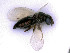  ( - BC-ZSM-HYM-24069-C07)  @11 [ ] by-nc-sa (2020) SNSB, Staatliche Naturwissenschaftliche Sammlungen Bayerns SNSB, Zoologische Staatssammlung Muenchen