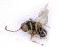  ( - BC-ZSM-HYM-24069-D08)  @12 [ ] CreativeCommons - Attribution Non-Commercial Share-Alike (2016) SNSB, Staatliche Naturwissenschaftliche Sammlungen Bayerns ZSM (SNSB, Zoologische Staatssammlung Muenchen)