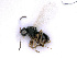  ( - BC-ZSM-HYM-24069-D09)  @12 [ ] CreativeCommons - Attribution Non-Commercial Share-Alike (2016) SNSB, Staatliche Naturwissenschaftliche Sammlungen Bayerns ZSM (SNSB, Zoologische Staatssammlung Muenchen)