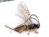  ( - BC-ZSM-HYM-24069-F01)  @13 [ ] CreativeCommons - Attribution Non-Commercial Share-Alike (2016) SNSB, Staatliche Naturwissenschaftliche Sammlungen Bayerns ZSM (SNSB, Zoologische Staatssammlung Muenchen)