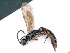  (Tycherus kratochvili - BC-ZSM-HYM-24069-F07)  @13 [ ] CreativeCommons - Attribution Non-Commercial Share-Alike (2016) SNSB, Staatliche Naturwissenschaftliche Sammlungen Bayerns ZSM (SNSB, Zoologische Staatssammlung Muenchen)