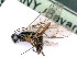  ( - BC-ZSM-HYM-24069-G09)  @11 [ ] by-nc-sa (2020) SNSB, Staatliche Naturwissenschaftliche Sammlungen Bayerns SNSB, Zoologische Staatssammlung Muenchen