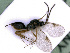 ( - BC-ZSM-HYM-24070-A02)  @12 [ ] CreativeCommons - Attribution Non-Commercial Share-Alike (2016) SNSB, Staatliche Naturwissenschaftliche Sammlungen Bayerns ZSM (SNSB, Zoologische Staatssammlung Muenchen)