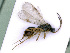  ( - BC-ZSM-HYM-24070-A03)  @13 [ ] CreativeCommons - Attribution Non-Commercial Share-Alike (2016) SNSB, Staatliche Naturwissenschaftliche Sammlungen Bayerns ZSM (SNSB, Zoologische Staatssammlung Muenchen)