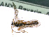  ( - BC-ZSM-HYM-24070-F06)  @11 [ ] CreativeCommons - Attribution Non-Commercial Share-Alike (2016) SNSB, Staatliche Naturwissenschaftliche Sammlungen Bayerns ZSM (SNSB, Zoologische Staatssammlung Muenchen)