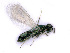  ( - BC-ZSM-HYM-24071-D04)  @13 [ ] CreativeCommons - Attribution Non-Commercial Share-Alike (2016) SNSB, Staatliche Naturwissenschaftliche Sammlungen Bayerns ZSM (SNSB, Zoologische Staatssammlung Muenchen)