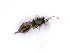  ( - BC-ZSM-HYM-24071-D10)  @12 [ ] CreativeCommons - Attribution Non-Commercial Share-Alike (2016) SNSB, Staatliche Naturwissenschaftliche Sammlungen Bayerns ZSM (SNSB, Zoologische Staatssammlung Muenchen)