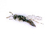  ( - BC-ZSM-HYM-24071-E05)  @13 [ ] CreativeCommons - Attribution Non-Commercial Share-Alike (2016) SNSB, Staatliche Naturwissenschaftliche Sammlungen Bayerns ZSM (SNSB, Zoologische Staatssammlung Muenchen)