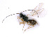  ( - BC-ZSM-HYM-24071-H02)  @12 [ ] CreativeCommons - Attribution Non-Commercial Share-Alike (2016) SNSB, Staatliche Naturwissenschaftliche Sammlungen Bayerns ZSM (SNSB, Zoologische Staatssammlung Muenchen)