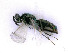 ( - BC-ZSM-HYM-24072-B09)  @13 [ ] by-nc-sa (2020) SNSB, Staatliche Naturwissenschaftliche Sammlungen Bayerns SNSB, Zoologische Staatssammlung Muenchen