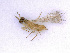  ( - BC-ZSM-HYM-24072-D07)  @12 [ ] CreativeCommons - Attribution Non-Commercial Share-Alike (2016) SNSB, Staatliche Naturwissenschaftliche Sammlungen Bayerns ZSM (SNSB, Zoologische Staatssammlung Muenchen)