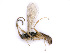  ( - BC-ZSM-HYM-24073-B02)  @13 [ ] CreativeCommons - Attribution Non-Commercial Share-Alike (2016) SNSB, Staatliche Naturwissenschaftliche Sammlungen Bayerns ZSM (SNSB, Zoologische Staatssammlung Muenchen)