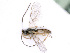 ( - BC-ZSM-HYM-24073-B03)  @14 [ ] CreativeCommons - Attribution Non-Commercial Share-Alike (2016) SNSB, Staatliche Naturwissenschaftliche Sammlungen Bayerns ZSM (SNSB, Zoologische Staatssammlung Muenchen)