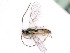  ( - BC-ZSM-HYM-24073-B03)  @14 [ ] by-nc-sa (2020) SNSB, Staatliche Naturwissenschaftliche Sammlungen Bayerns SNSB, Zoologische Staatssammlung Muenchen