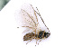  ( - BC-ZSM-HYM-24073-B04)  @12 [ ] CreativeCommons - Attribution Non-Commercial Share-Alike (2016) SNSB, Staatliche Naturwissenschaftliche Sammlungen Bayerns ZSM (SNSB, Zoologische Staatssammlung Muenchen)