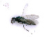  ( - BC-ZSM-HYM-24073-D07)  @13 [ ] CreativeCommons - Attribution Non-Commercial Share-Alike (2016) SNSB, Staatliche Naturwissenschaftliche Sammlungen Bayerns ZSM (SNSB, Zoologische Staatssammlung Muenchen)
