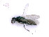  ( - BC-ZSM-HYM-24073-D07)  @13 [ ] by-nc-sa (2020) SNSB, Staatliche Naturwissenschaftliche Sammlungen Bayerns SNSB, Zoologische Staatssammlung Muenchen