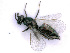  ( - BC-ZSM-HYM-24073-E09)  @13 [ ] CreativeCommons - Attribution Non-Commercial Share-Alike (2016) SNSB, Staatliche Naturwissenschaftliche Sammlungen Bayerns ZSM (SNSB, Zoologische Staatssammlung Muenchen)