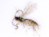  ( - BC-ZSM-HYM-24073-E11)  @13 [ ] CreativeCommons - Attribution Non-Commercial Share-Alike (2016) SNSB, Staatliche Naturwissenschaftliche Sammlungen Bayerns ZSM (SNSB, Zoologische Staatssammlung Muenchen)