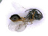  ( - BC-ZSM-HYM-24073-F03)  @12 [ ] CreativeCommons - Attribution Non-Commercial Share-Alike (2016) SNSB, Staatliche Naturwissenschaftliche Sammlungen Bayerns ZSM (SNSB, Zoologische Staatssammlung Muenchen)