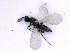  ( - BC-ZSM-HYM-24074-B06)  @13 [ ] CreativeCommons - Attribution Non-Commercial Share-Alike (2016) SNSB, Staatliche Naturwissenschaftliche Sammlungen Bayerns ZSM (SNSB, Zoologische Staatssammlung Muenchen)